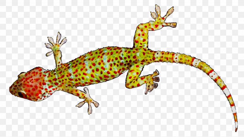 Gecko Lizard Amphibians Fauna Terrestrial Animal, PNG, 2284x1285px, Gecko, Adaptation, Amphibian, Amphibians, Animal Download Free