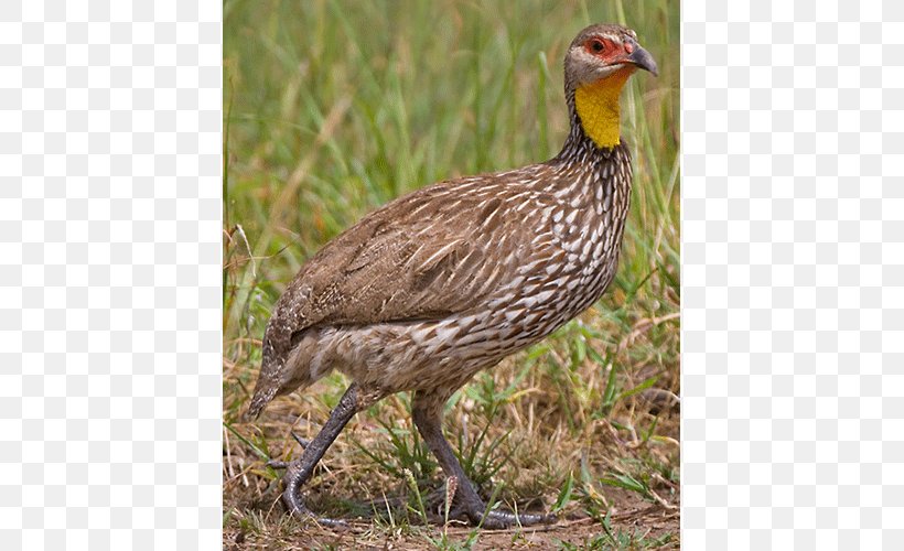 Grouse Bird Ecosystem Francolin Fauna, PNG, 500x500px, Grouse, Beak, Bird, Description, Ecosystem Download Free