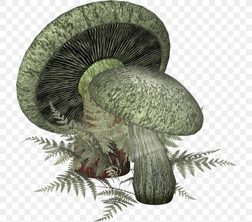 Mushroom Fungus Blog, PNG, 716x723px, Mushroom, Agaricaceae, Agaricus, Avatar, Blog Download Free