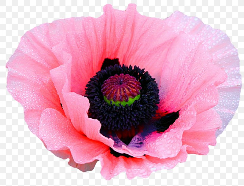 Poppy Flower Clip Art, PNG, 1024x780px, Poppy, Anemone, Annual Plant, Blue, Color Download Free