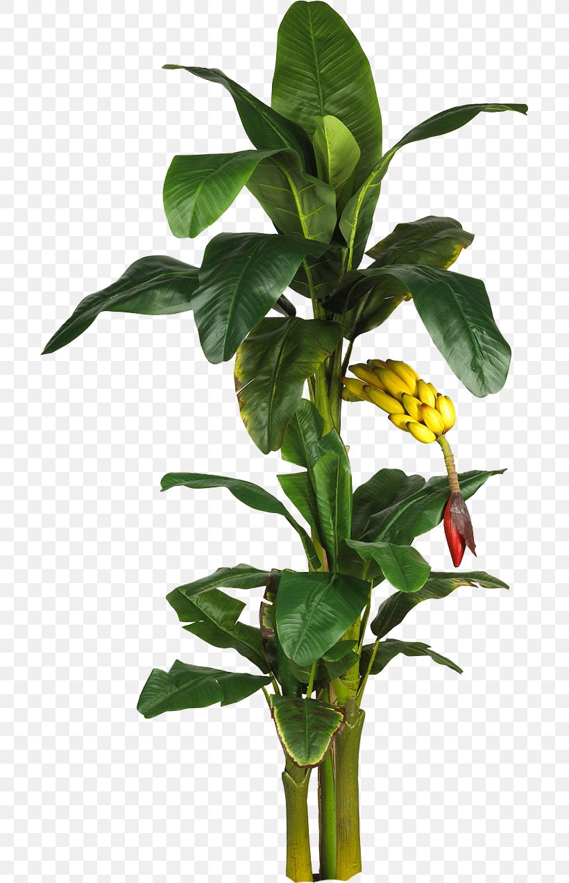 Latundan Banana Tree Plant Leaf, PNG, 704x1272px, Banana, Albizia Julibrissin, Artificial Christmas Tree, Artificial Flower, Banana Leaf Download Free