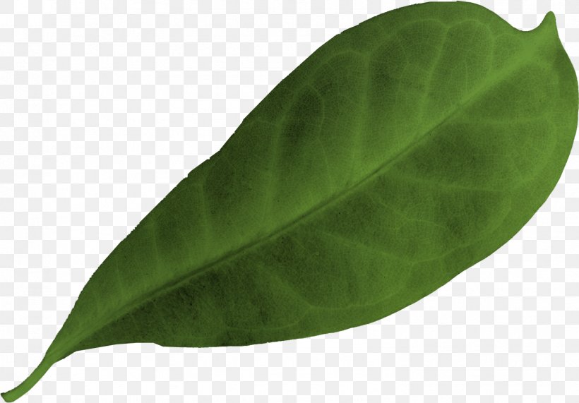 Leaf, PNG, 1492x1039px, Leaf, Plant Download Free