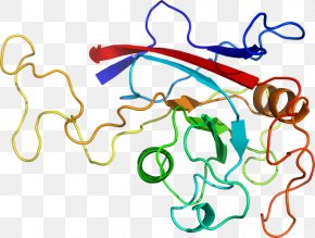 Line - Line Organism Point Clip Art PNG