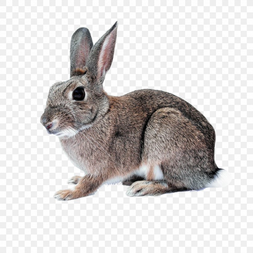 Hare Domestic Rabbit White Rabbit Cruelty-free Easter Bunny, PNG, 1500x1500px, Hare, Animal, Crueltyfree, Domestic Rabbit, Easter Bunny Download Free