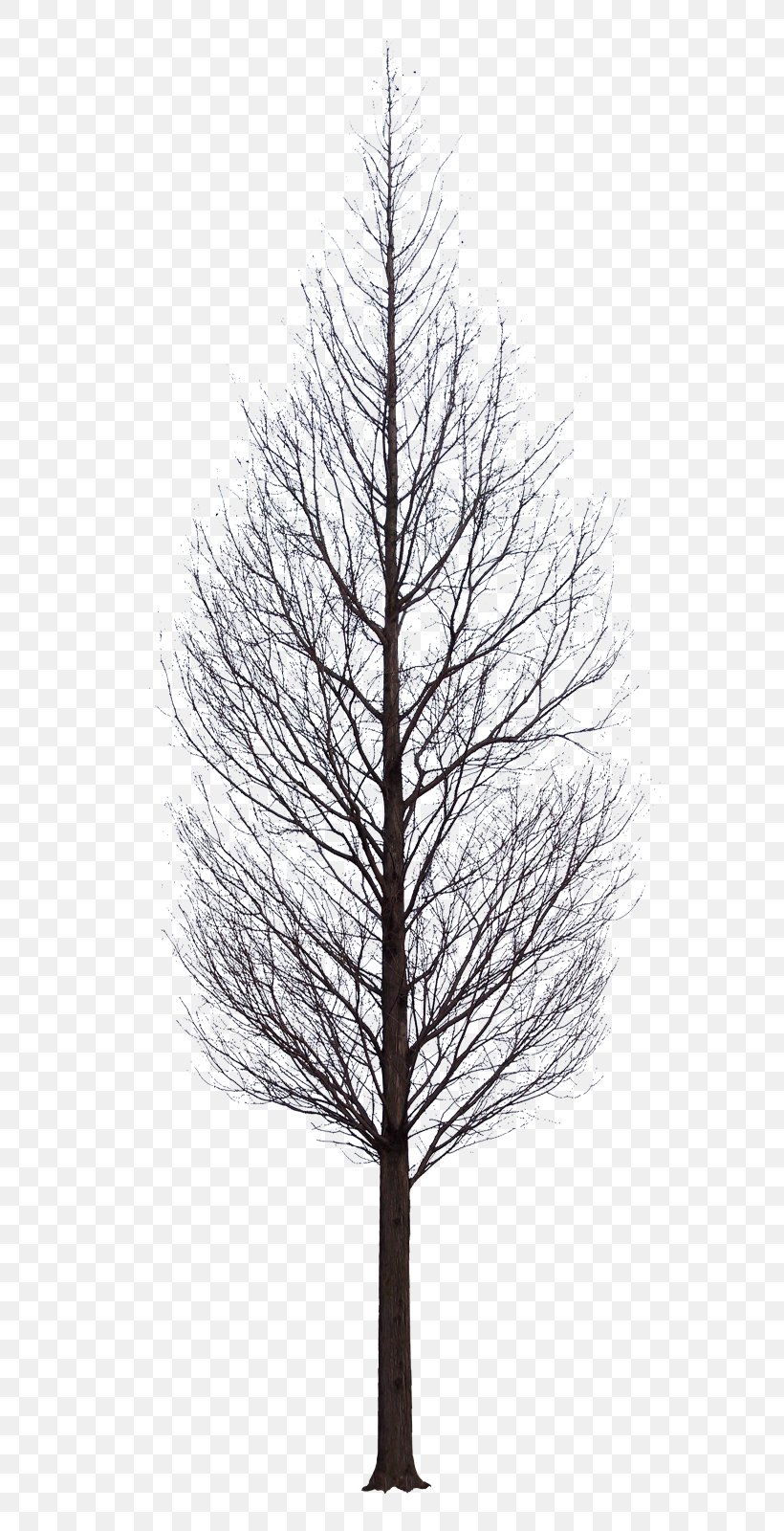 Artificial Christmas Tree Light Branch, PNG, 650x1600px, Tree, Architectural Rendering, Artificial Christmas Tree, Black And White, Branch Download Free