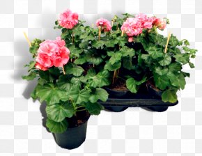 Plants - Crane's-bill Pelargonium Zonale Ivy Geranium Regal Pelargonium Flowerpot PNG