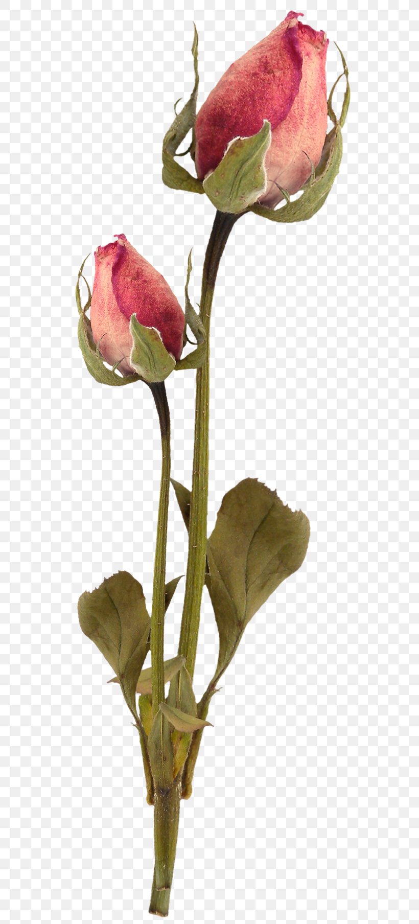 Flower Garden Roses Clip Art, PNG, 632x1808px, Flower, Bud, Centifolia Roses, Cut Flowers, Flower Bouquet Download Free