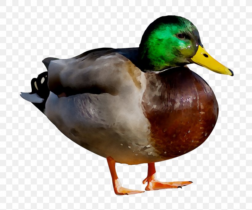 Mallard Donald Duck Bird Glogster, PNG, 1793x1494px, Mallard, All About Birds, American Black Duck, Animal, Beak Download Free
