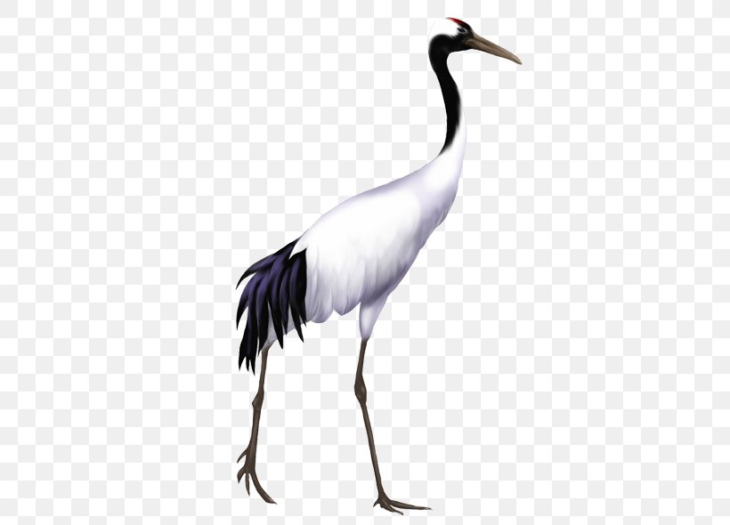 Bird Red-crowned Crane Grey Crowned Crane Stork Whooping Crane, PNG, 600x590px, Bird, Beak, Blue Crane, Ciconiiformes, Crane Download Free
