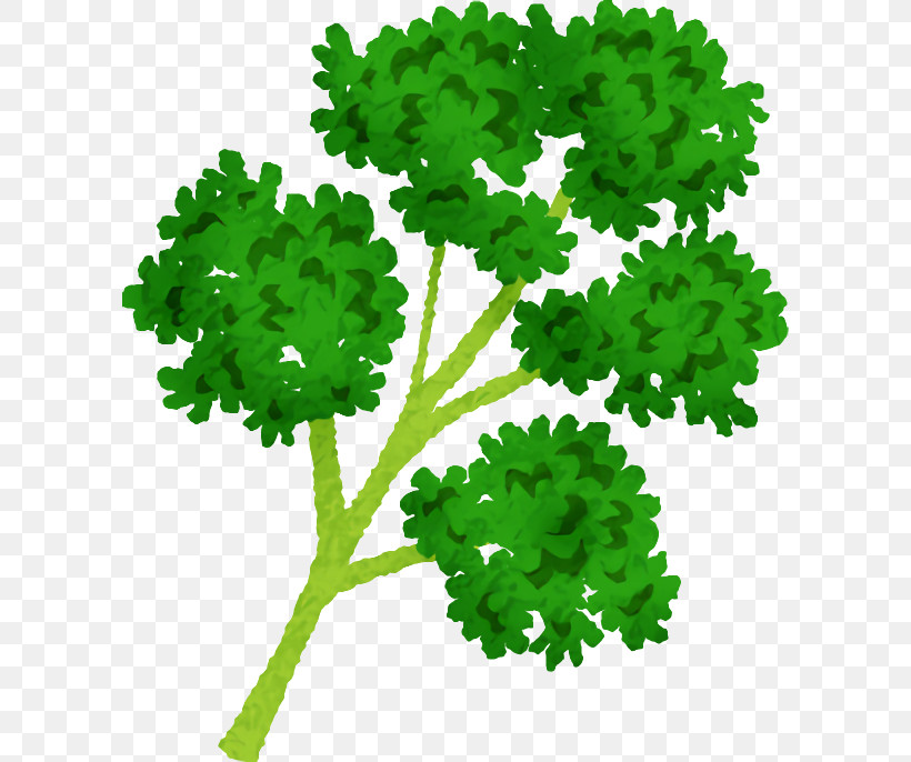 Leaf Leaf Vegetable Green M-tree Lawn, PNG, 600x686px, Leaf, Biology, Flower, Green, Lawn Download Free