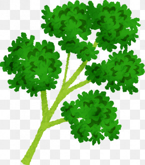 Leaf Leaf Vegetable Green M-tree Lawn PNG