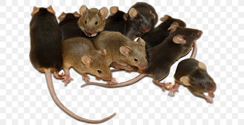 Rodent Mouse Rat Cockroach Pest Control, PNG, 644x420px, Rodent, Ant, Bed Bug, Cockroach, Dormouse Download Free