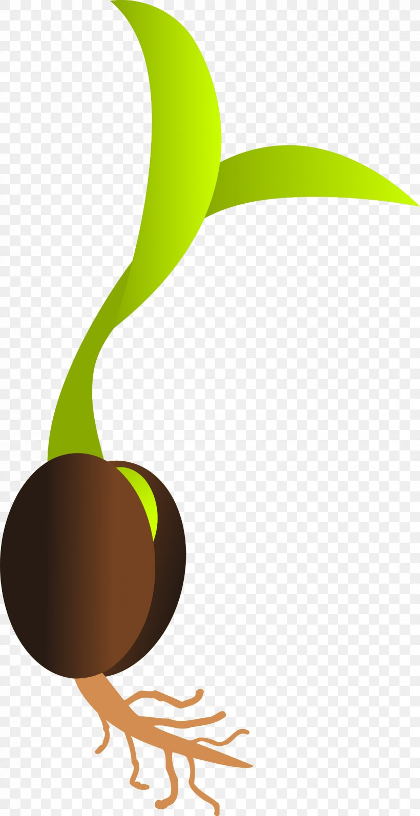Sprouting Seedling Germination Clip Art, PNG, 1234x2400px, Sprouting, Bean, Food, Germination, Grass Download Free