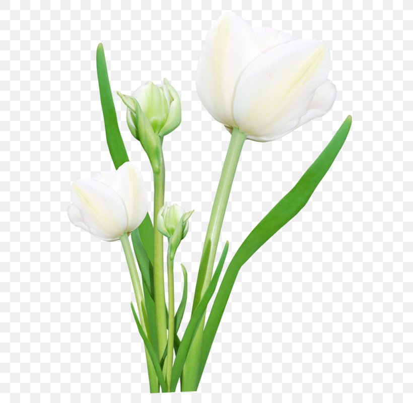 Tulip Flower Paper Painting Clip Art, PNG, 618x800px, Tulip, Bud, Calas, Cut Flowers, Drawing Download Free