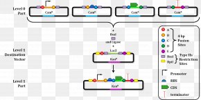 Vector - Blueâ€“white Screen Colony DNA Vector Lac Operon PNG