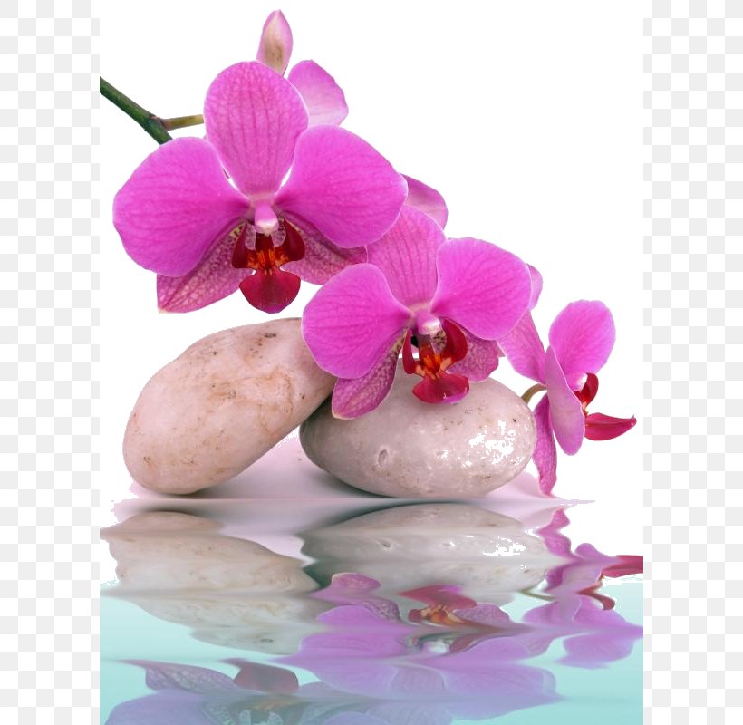 Orchids Mural Day Spa Wallpaper, PNG, 600x800px, Orchids, Beauty Parlour, Blossom, Canvas Print, Day Spa Download Free