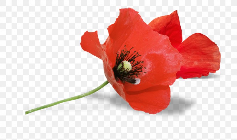 South Australia Armistice Day Remembrance Poppy Anzac Day, PNG, 1000x592px, South Australia, Anzac Day, Armistice Day, Australia, Coquelicot Download Free
