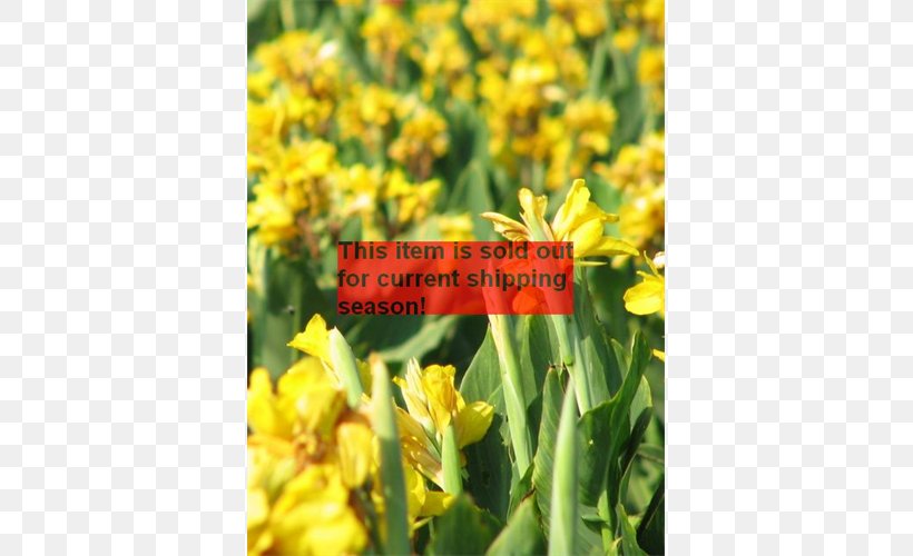 St. John's Wort Mustard Subshrub, PNG, 500x500px, Mustard, Flower, Flowering Plant, Hypericum, Plant Download Free