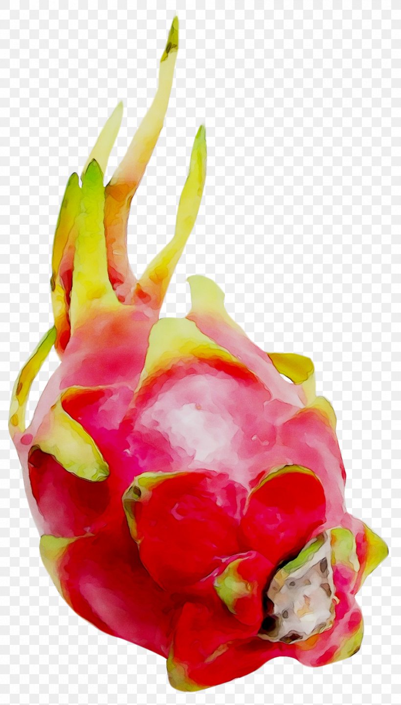 Stock.xchng Pitaya Royalty-free Image Stock Photography, PNG, 938x1651px, Pitaya, Dragon, Dragonfruit, Food, Frangipani Download Free