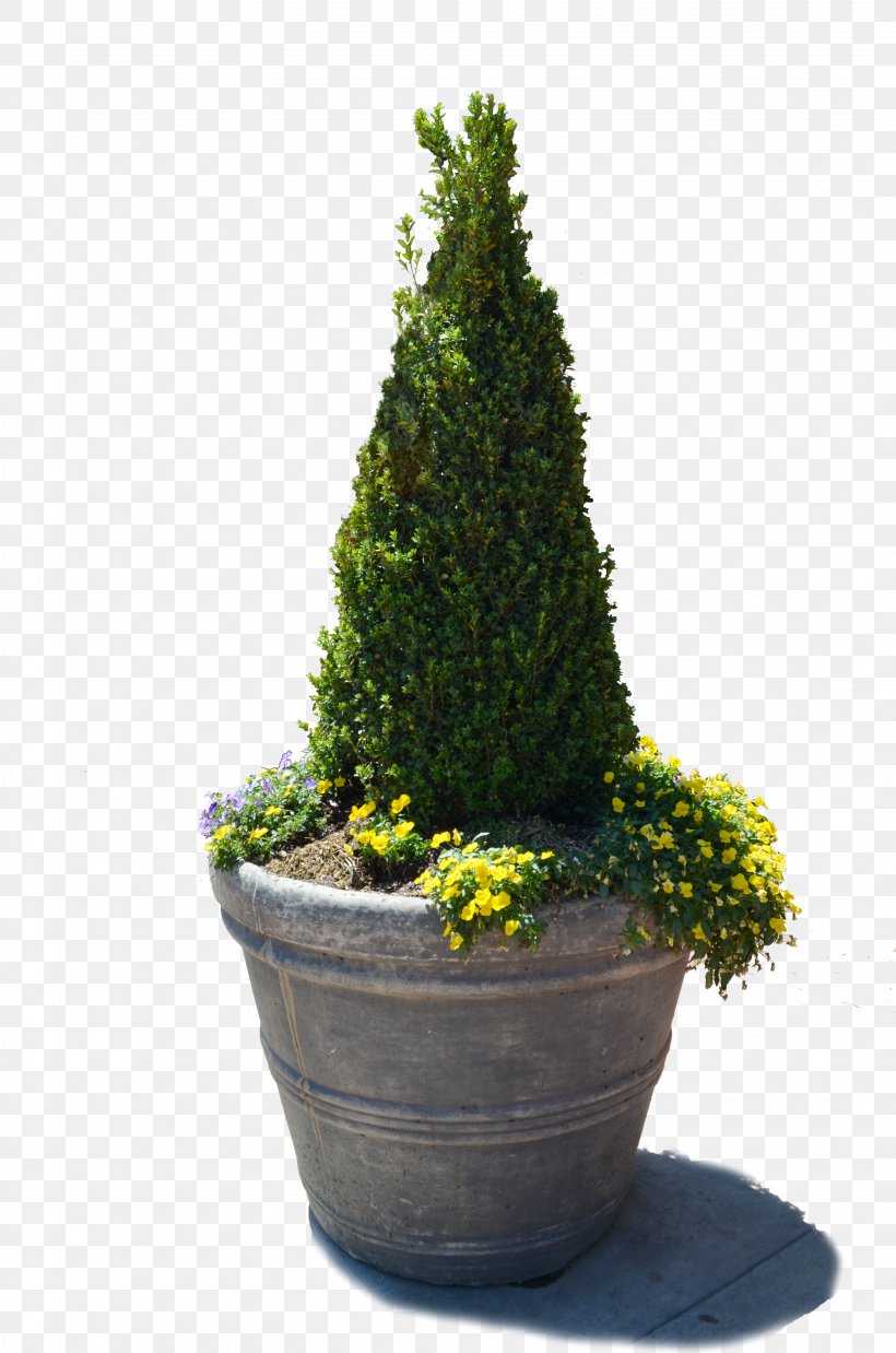 Tree Flowerpot Vase English Yew, PNG, 3264x4928px, Tree, Bonsai, Branch, Conifer, Cypress Family Download Free