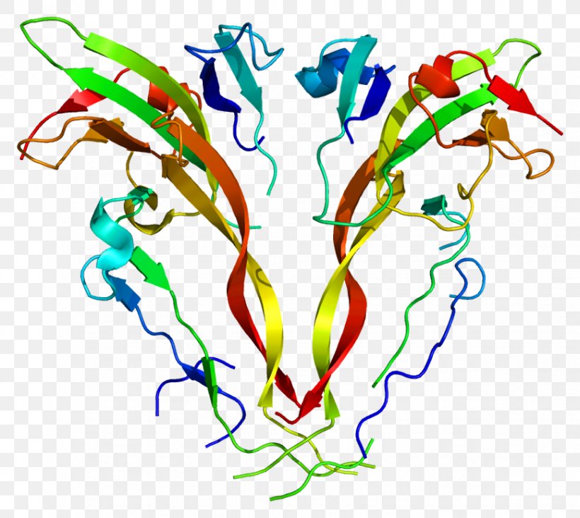 Activin INHBA ACVR2B Protein Myostatin, PNG, 867x774px, Watercolor, Cartoon, Flower, Frame, Heart Download Free