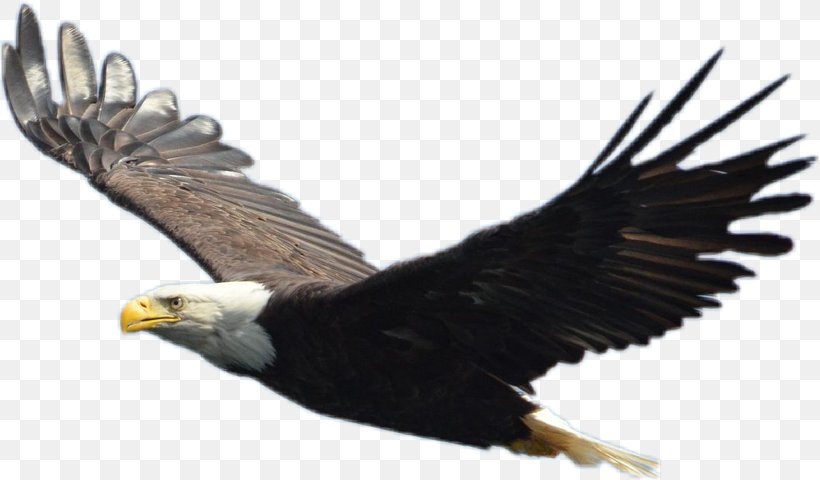 Bald Eagle Bird Nest, PNG, 819x480px, Bald Eagle, Accipitriformes, Beak, Bird, Bird Nest Download Free