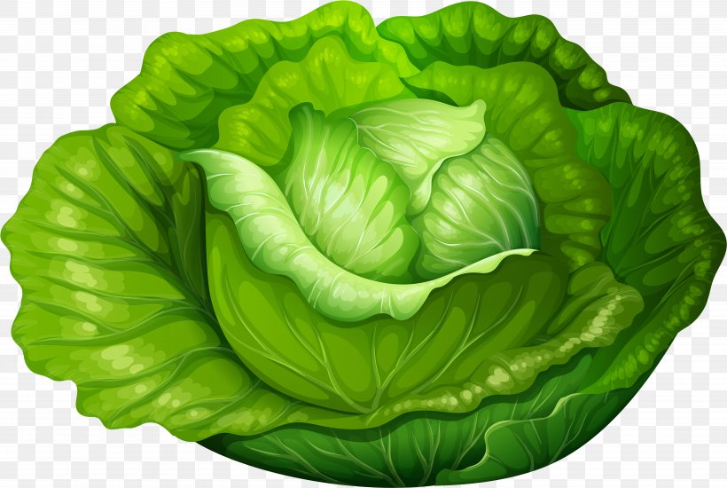Cabbage Leaf Green Leaf Vegetable Lettuce, PNG, 5827x3914px, Cabbage, Green, Iceburg Lettuce, Leaf, Leaf Vegetable Download Free