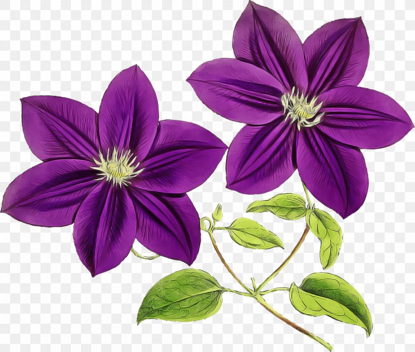 Flower Petal Plant Purple Flowering Plant, PNG, 1280x1087px, Flower, Clematis, Flowering Plant, Melastome Family, Petal Download Free