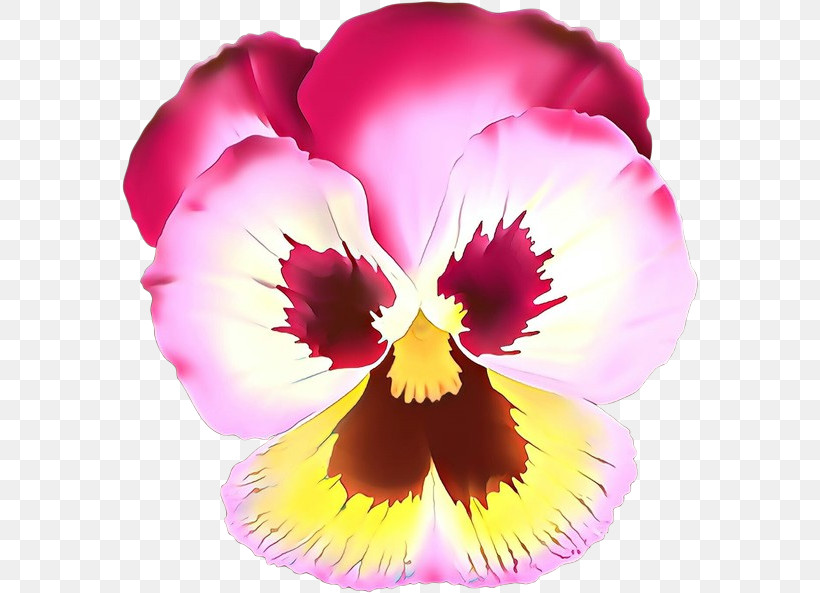 Flower Petal Violet Pansy Plant, PNG, 577x593px, Flower, Annual Plant, Cattleya, Dendrobium, Magenta Download Free