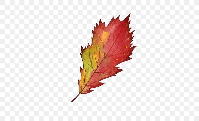 Red Maple Tree, PNG, 500x500px, Maple Leaf, Autumn, Autumn Leaf Color, Beech, Black Maple Download Free