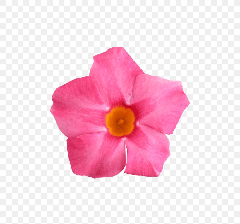 Rocktrumpet Flower Petal Rose, PNG, 600x765px, Rocktrumpet, Brand, Flower, Flowering Plant, Glitter Download Free