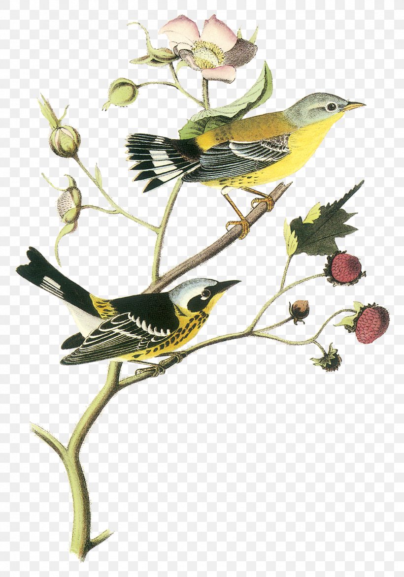 The Birds Of America New World Warblers National Audubon Society Printing, PNG, 1157x1654px, Birds Of America, Beak, Bird, Branch, Darkeyed Junco Download Free