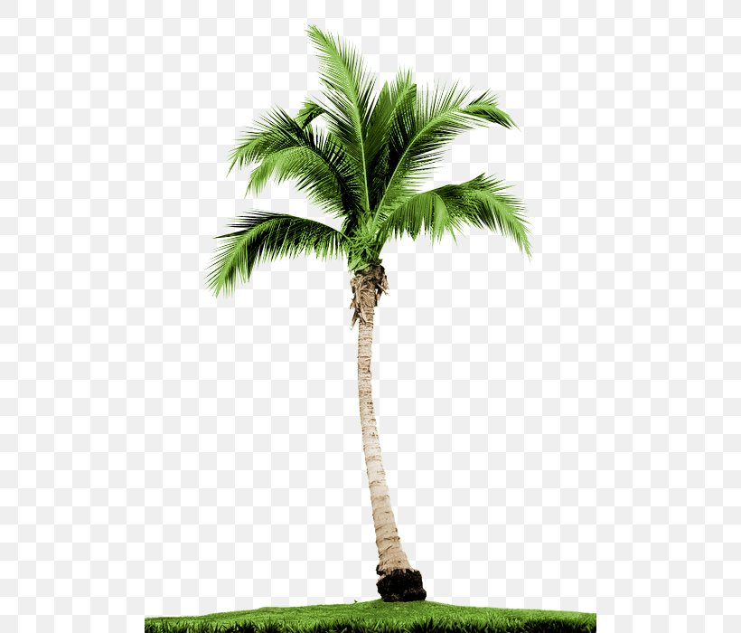 Arecaceae Tree Stock Photography Date Palms Royalty-free, PNG, 500x700px, Arecaceae, Arecales, Attalea Speciosa, Borassus Flabellifer, Coconut Download Free