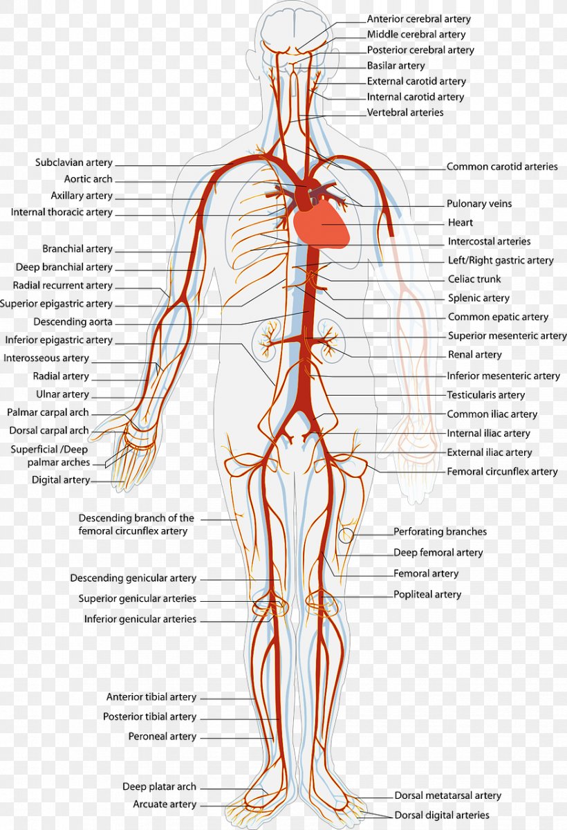 Arteries And Veins Circulatory System Artery Human Body Png