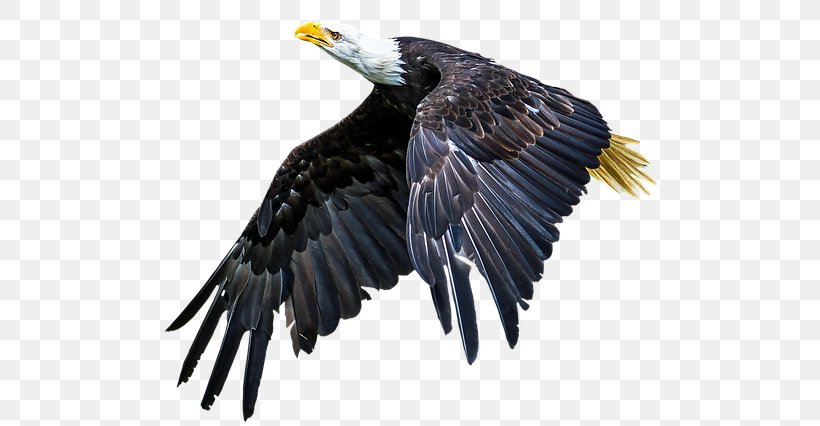 Bald Eagle Beak Bird Of Prey, PNG, 640x426px, Bald Eagle, Accipitriformes, Beak, Bird, Bird Of Prey Download Free