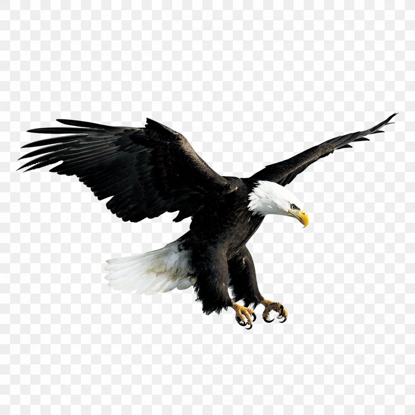 Bald Eagle Hawk Falconiformes, PNG, 2500x2500px, Bald Eagle, Accipitriformes, Beak, Bird, Bird Of Prey Download Free