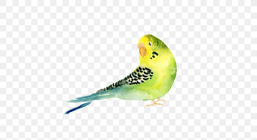 Budgerigar Parrot Bird Watercolor Painting, PNG, 564x446px, Budgerigar, Animal Painter, Art, Beak, Bird Download Free