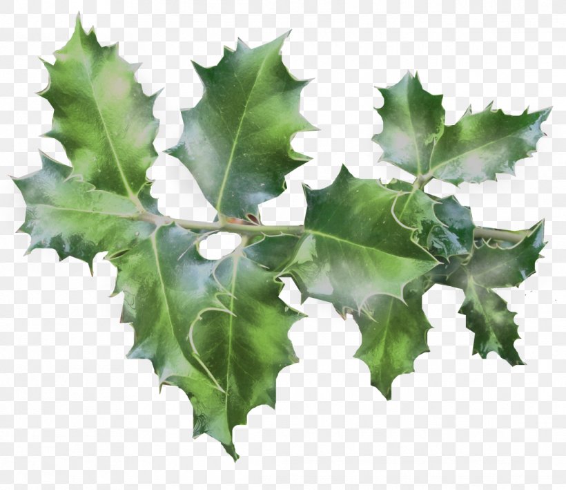 Common Holly Ilex Crenata Magnolia Tree Clip Art, PNG, 1114x964px, Common Holly, Aquifoliaceae, Christmas, Conifer Cone, Conifers Download Free