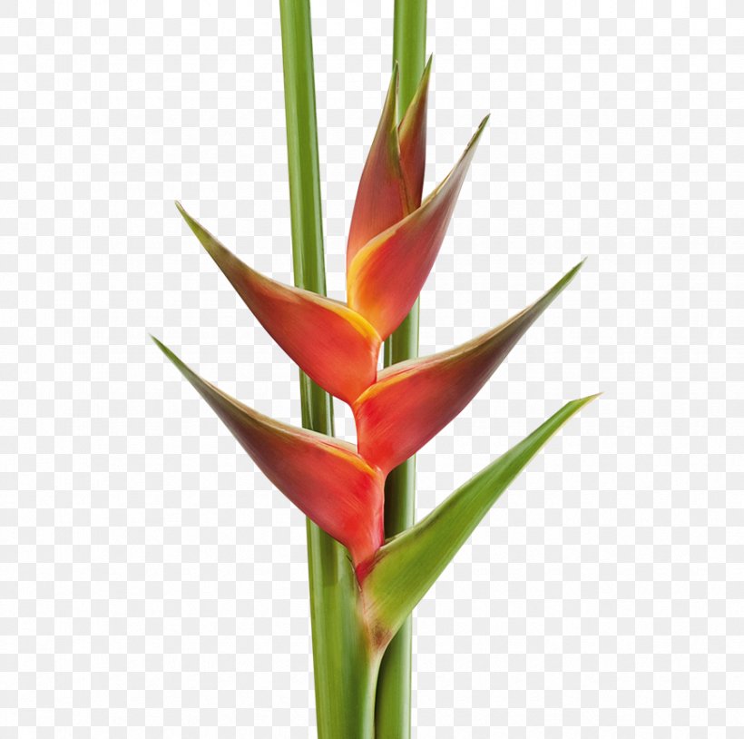 Cut Flowers Heliconia Bihai Strelitzia Reginae Plant Stem, PNG, 870x864px, Flower, Bird Of Paradise Flower, Bud, Cut Flowers, Flowerpot Download Free