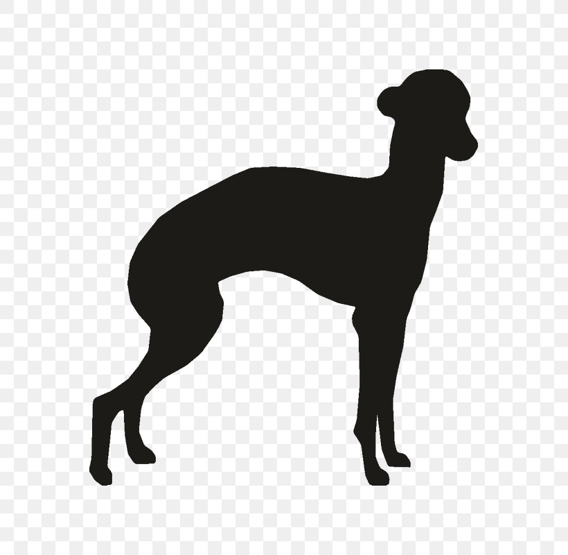 Italian Greyhound Whippet Spanish Greyhound Sloughi, PNG, 800x800px, Italian Greyhound, Animal Sports, Black And White, Borzoi, Carnivoran Download Free