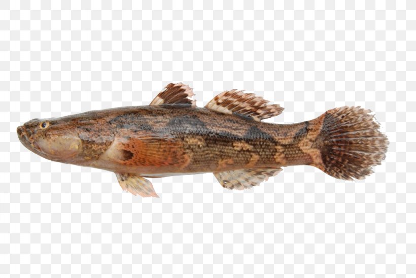 Marble Goby Freshwater Fish Snakehead Murrel, PNG, 1024x685px, Fish, Animal Source Foods, Aquaculture, Aquarium, Budi Daya Download Free