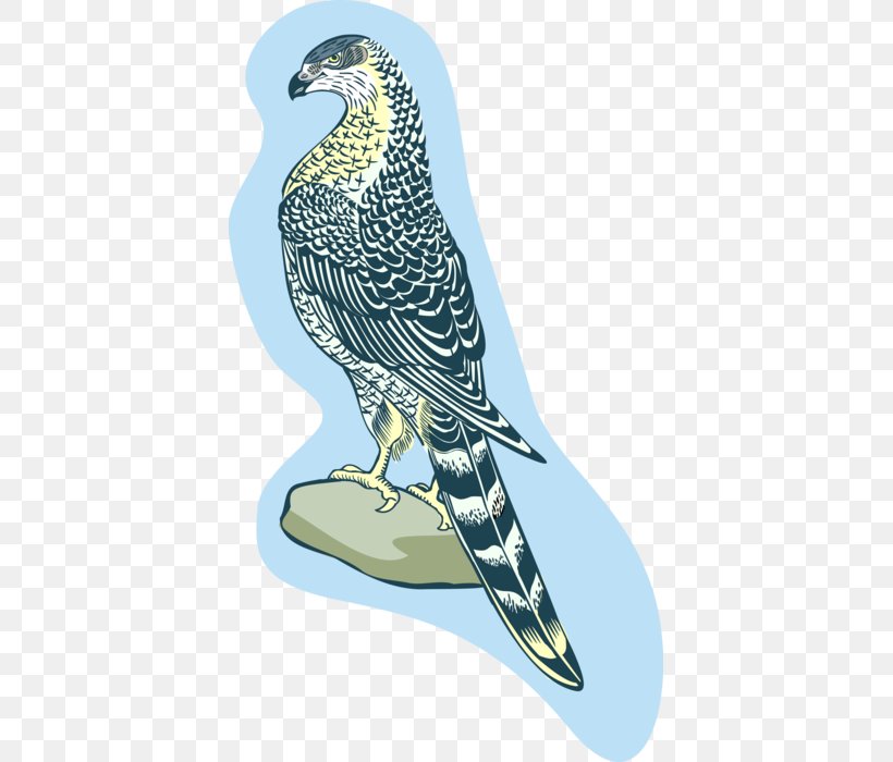 Owl Cartoon, PNG, 399x700px, Hawk, Accipitridae, Animal, Beak, Bird Download Free