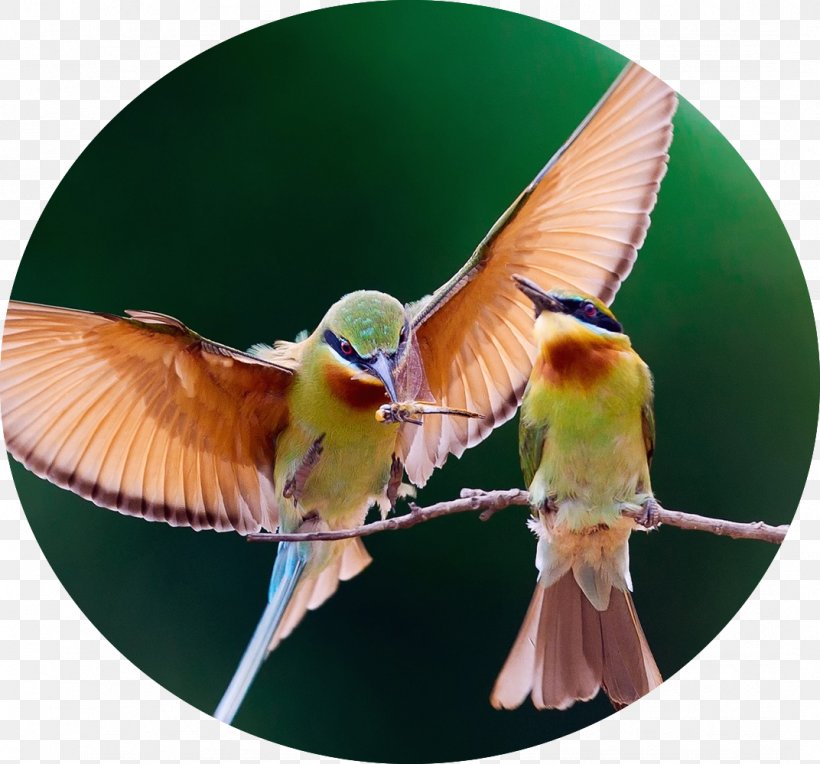 Bird Desktop Wallpaper IPhone 4S Flight IPad, PNG, 1072x999px, Bird, Beak, Beeeater, Computer Monitors, Display Resolution Download Free