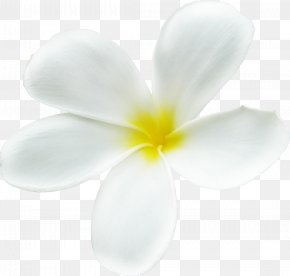 Spring Forward - Flowering Plant Petal Flowering Plant Close-up PNG
