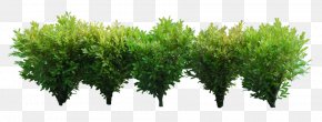Shrubs - Shrub Clip Art PNG