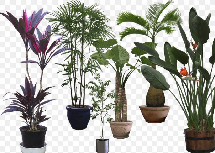 Bonsai Gratis, PNG, 834x596px, Bonsai, Arecales, Digital Image, Flowerpot, Gratis Download Free