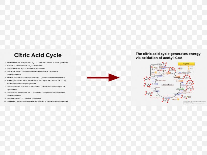 Citric Acid Cycle Brand Line Hans Adolf Krebs Font, PNG, 960x720px, Citric Acid Cycle, Brand, Hans Adolf Krebs, Text Download Free