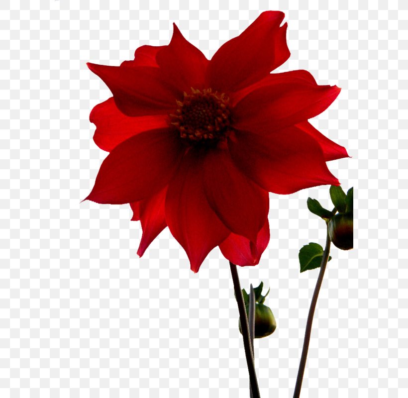 Dahlia Cut Flowers Garden Cosmos Download, PNG, 600x800px, Dahlia, Annual Plant, Artificial Flower, Botany, Cut Flowers Download Free