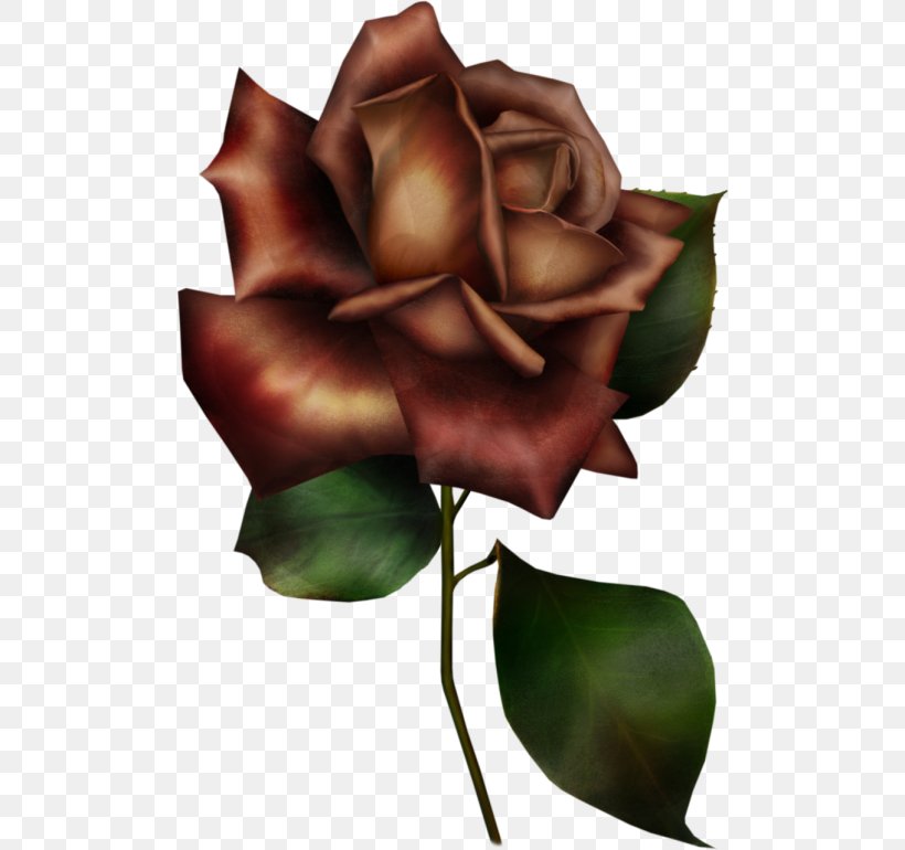 Garden Roses Flower Garden Blue Rose Cabbage Rose, PNG, 500x770px, Garden Roses, Blue, Blue Rose, Bud, Cabbage Rose Download Free
