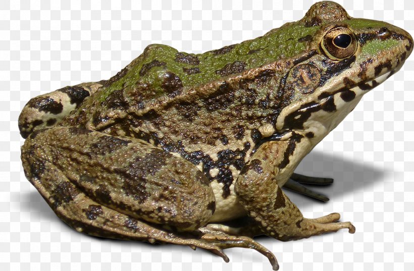 Goliath Frog Batrachia True Frog, PNG, 997x654px, Frog, American Bullfrog, Amphibian, Amphibians, Anaxyrus Download Free